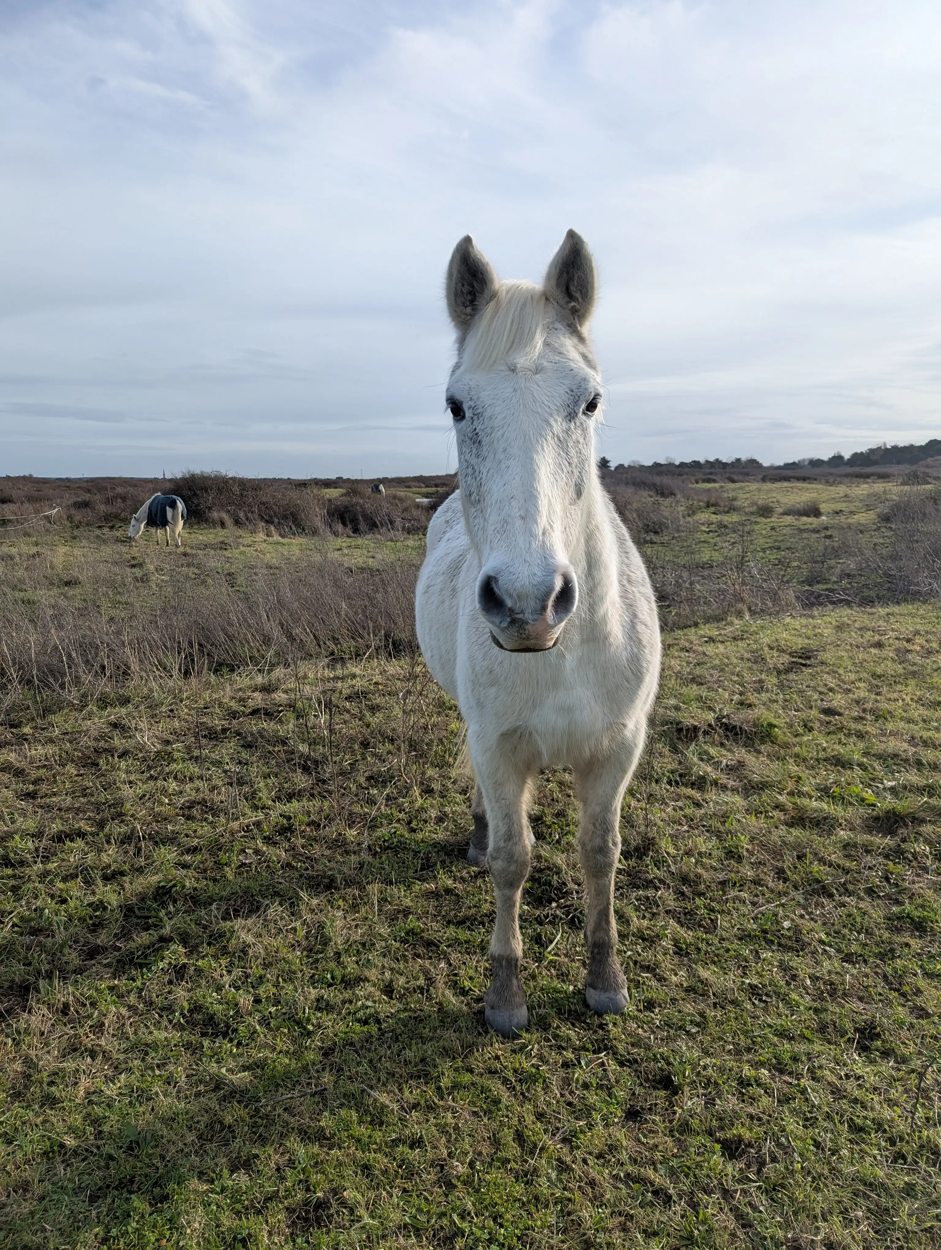 Cheval blanc