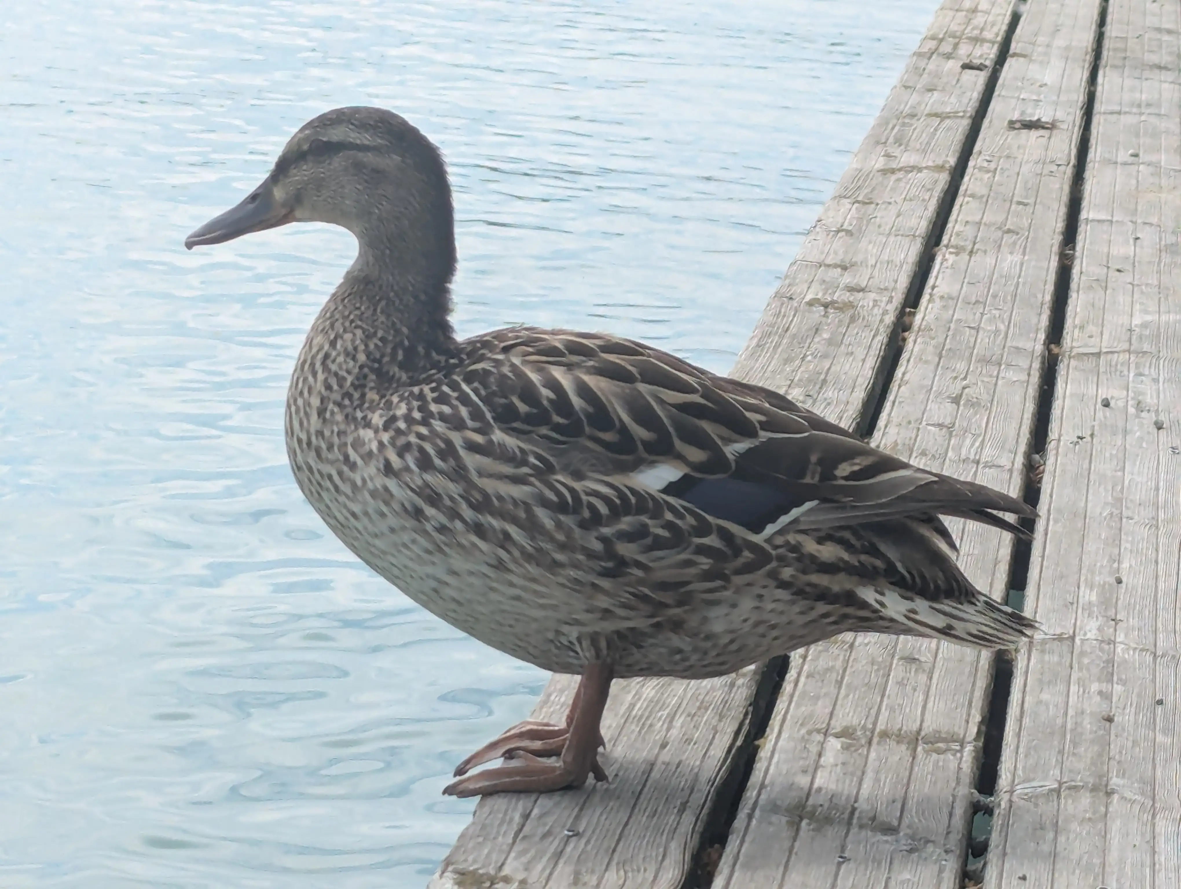 Canard