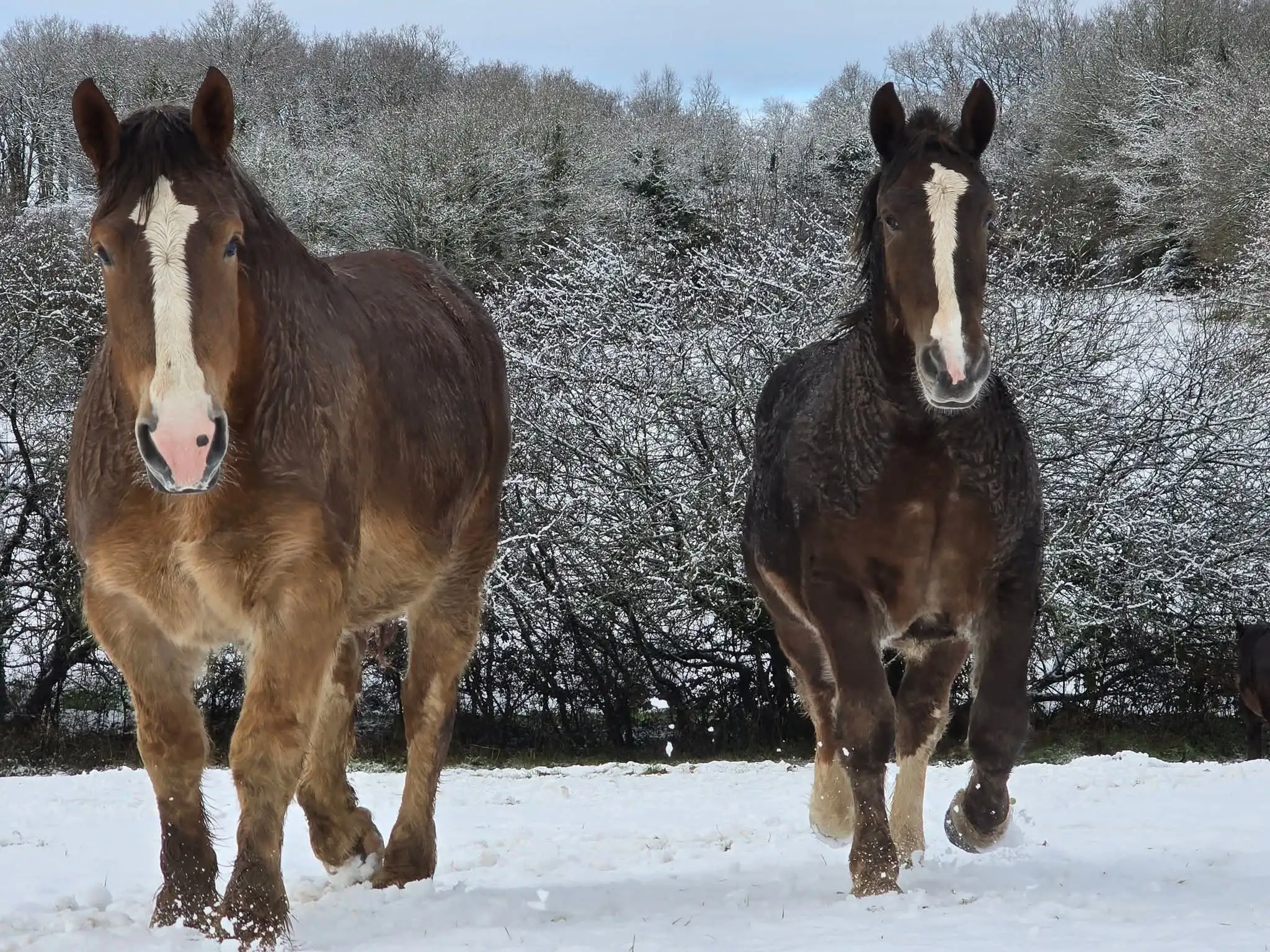 Chevaux sous la neige
